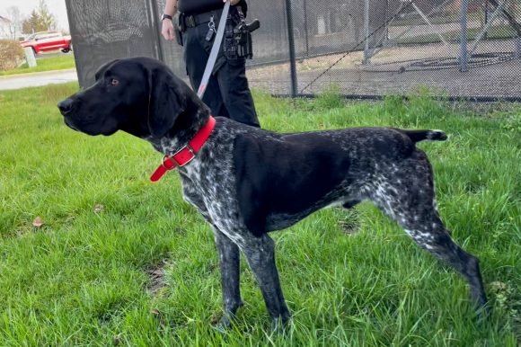 Dozer7 Police K9 Dozer