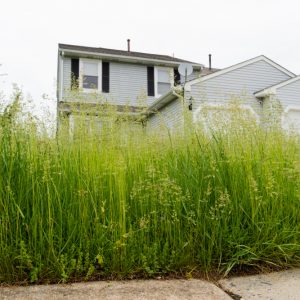 Code Enforcement Determined to Clean Up Tall Grass in Clarksville