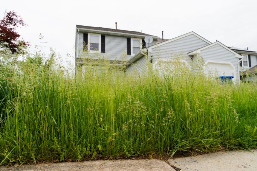 Code Enforcement Determined to Clean Up Tall Grass in Clarksville