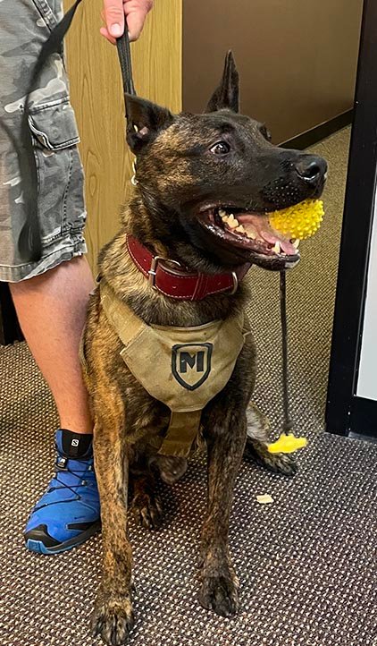 CPD K9 Bane