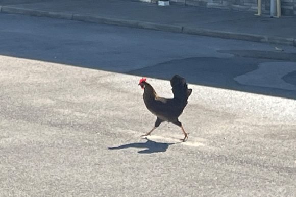 A New Home for Clarksville’s Famous Chicken